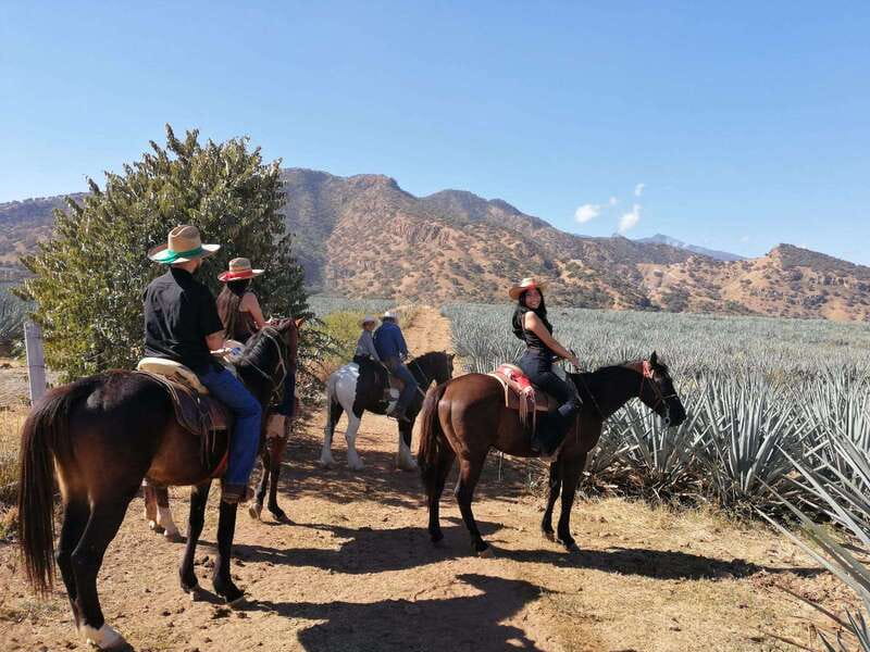 Guadalajara: Horse Riding on the Tequila Route with Tastings - Blue agave fields and the first tequila lesson