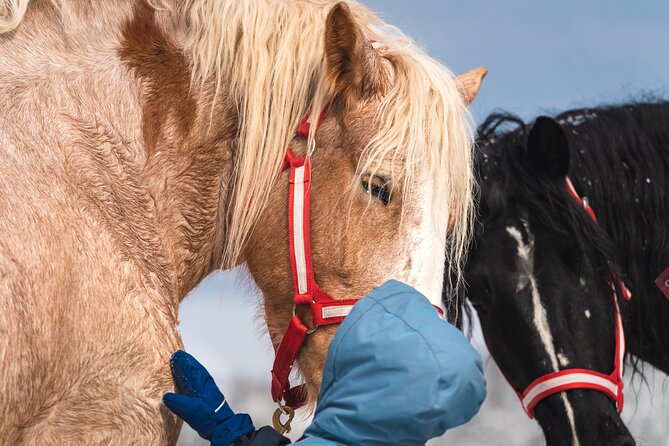 Guided Horse Riding in the Bay of Saint Paul Valley - What the one-hour route feels like