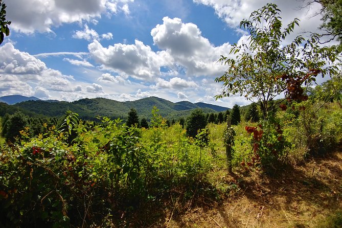 Guided Horseback Ride through Flame Azalea and Fern Forest - How much time and value should you expect?