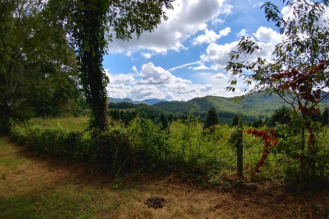 Guided Horseback Ride through Flame Azalea and Fern Forest - What the ride feels like for beginners