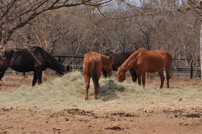 Guided Pony Riding in the Tranquil Surroundings of the Notwane Dam - Why the setting matters