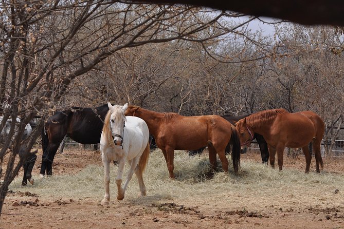 Guided Pony Riding in the Tranquil Surroundings of the Notwane Dam - Zorro’s Restaurant turns a ride into an outing