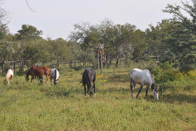 Guided Pony Riding in the Tranquil Surroundings of the Notwane Dam - Price, timing, and booking details