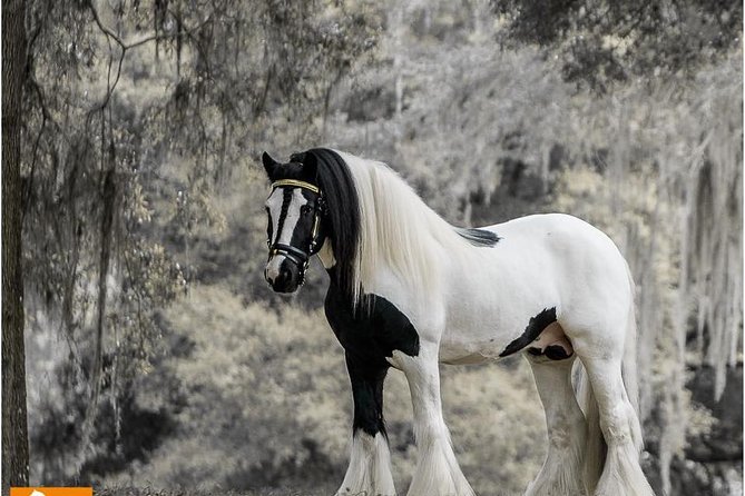 Gypsy Gold Horse Farm Tour - Key things to know before you book