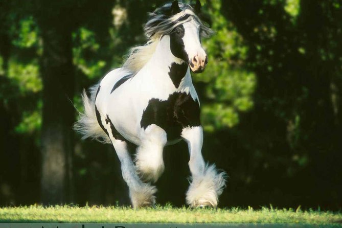 Gypsy Gold Horse Farm Tour - Why Gypsy Gold is more than a horse farm visit