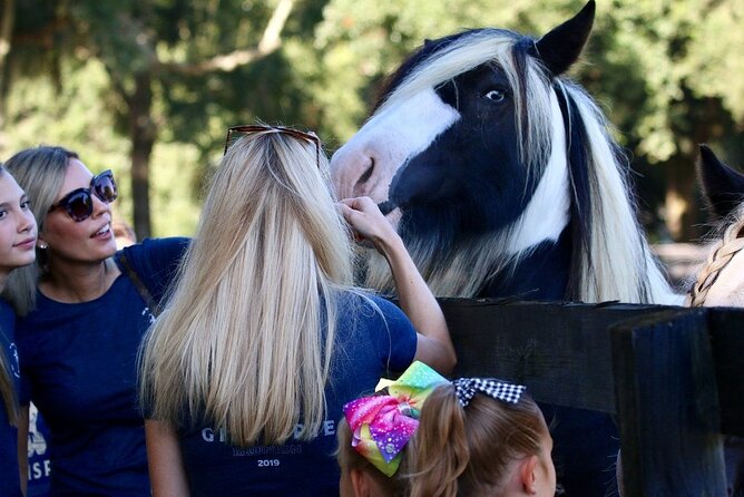 Gypsy Gold Horse Farm Tour - Meeting the horses, donkeys, and mules