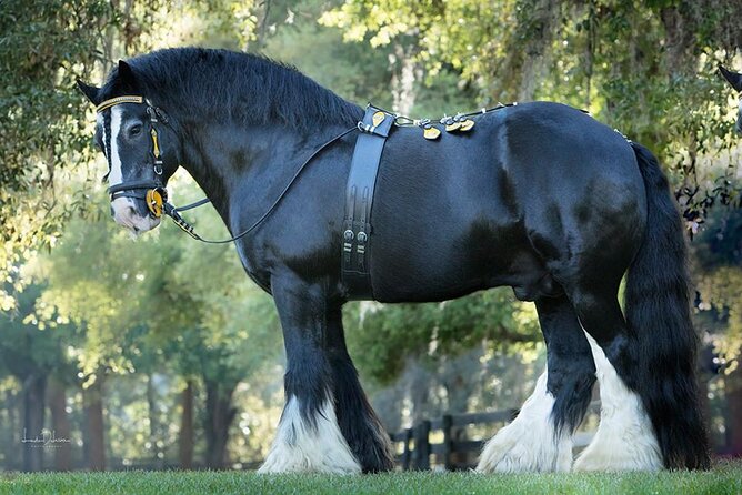 Gypsy Gold Horse Farm Walking Tour - Key things to know before you go