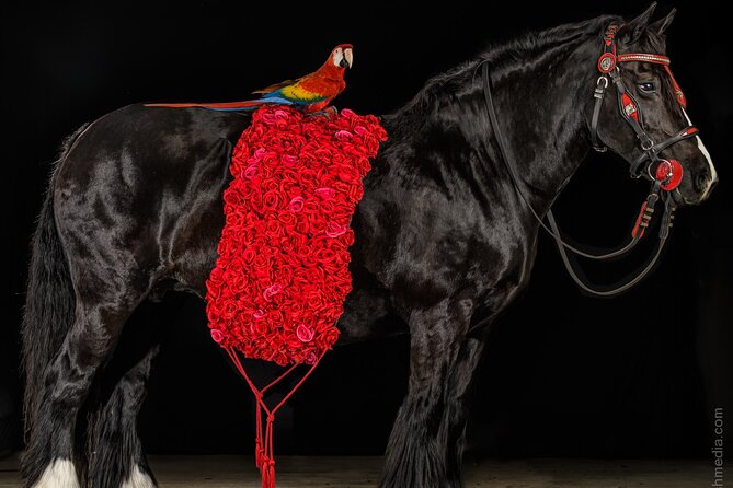 Gypsy Gold Horse Farm Walking Tour - Why this farm matters to Gypsy Vanner fans