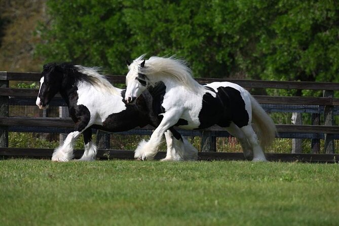 Gypsy Gold Horse Farm Walking Tour - What makes the Gypsy Vanner story worth your time
