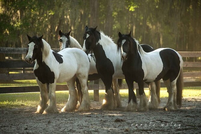 Gypsy Gold Horse Farm Walking Tour - Is $30 a fair price?