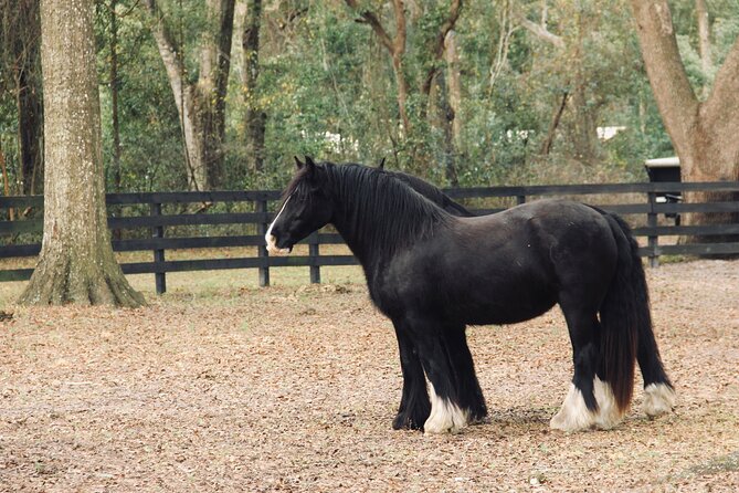 Gypsy Gold Horse Farm Walking Tour - What happens during the one-hour visit