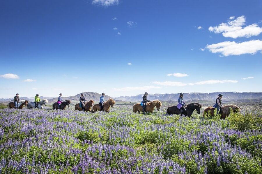Hafnarfjörður: Horseback Riding Tour in Reykjavik Area - Why the Icelandic horse suits beginners