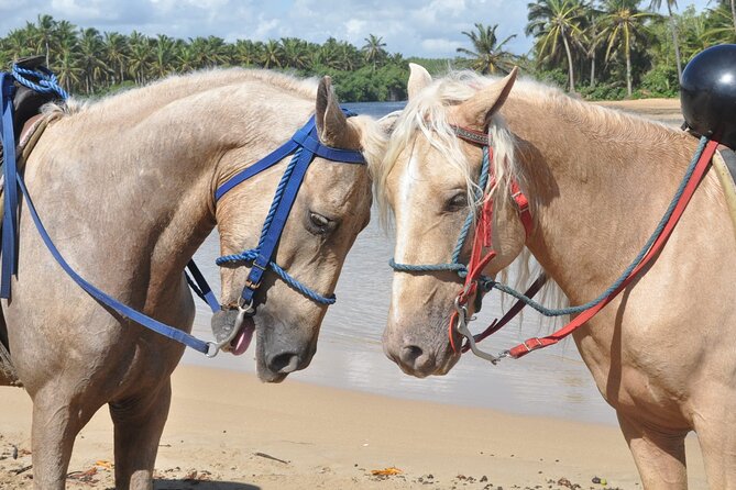 Half Day Buggies and Horseback Experience in Punta Cana - Is $99 Good Value?