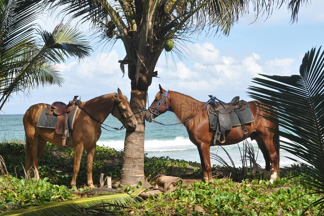 Half Day Buggies and Horseback Experience in Punta Cana - Booking, Weather, and Cancellation Details