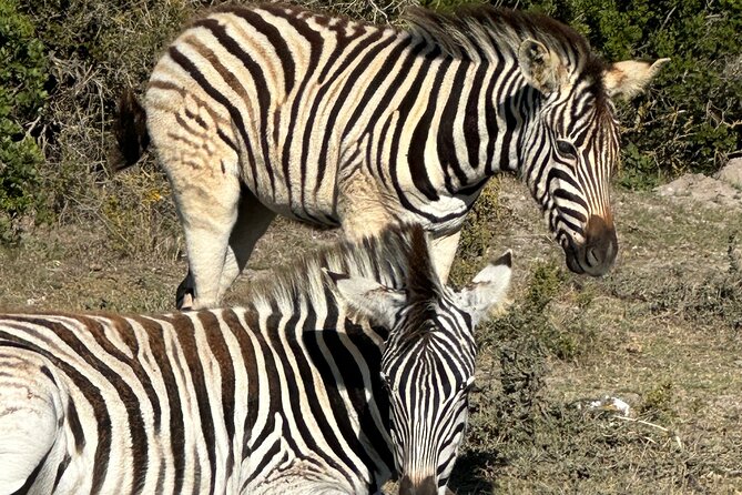 Half day Horse back safari - A horse safari with a slower rhythm
