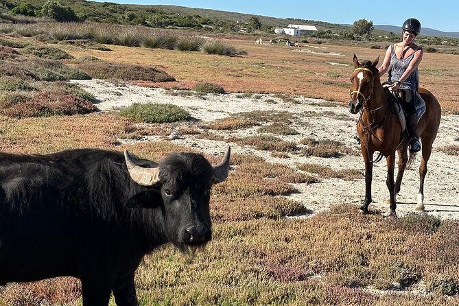Half day Horse back safari - Rondeberg Farms and the first steps in the saddle