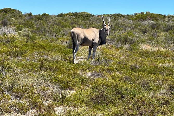 Half day Horse back safari - Price and overall value at $60.60