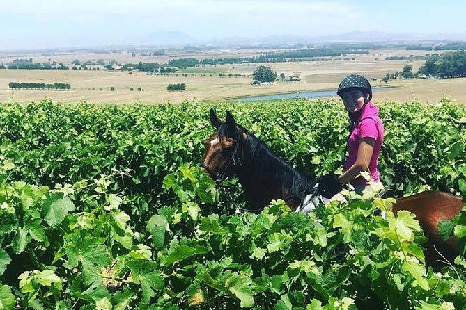 Half Day Horseback Wine Tour - Lunch under the oak trees at Plaaslik
