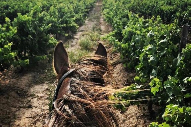 Half Day Horseback Wine Tour - The gentle ride home