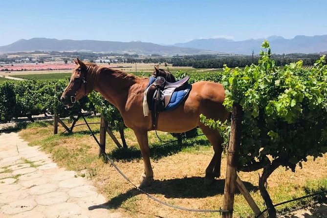 Half Day Horseback Wine Tour - Booking details, weather, and cancellation