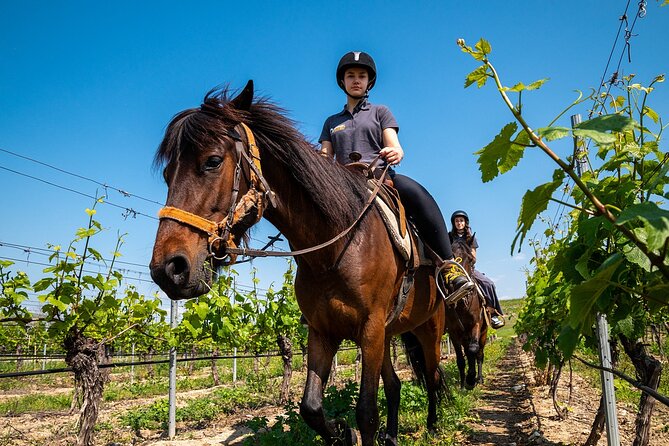 Half-Day of Horseback Adventure with Wine Tasting - Who will get the most from this ride