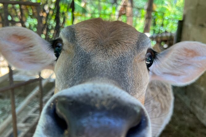 Half Day Safari and ATV or horses from Punta Cana - Choosing between an ATV and a horse