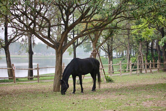 Hanoi Horseback Riding Club & Tours - Exclusive Experience - Horses, children, and first-time nerves
