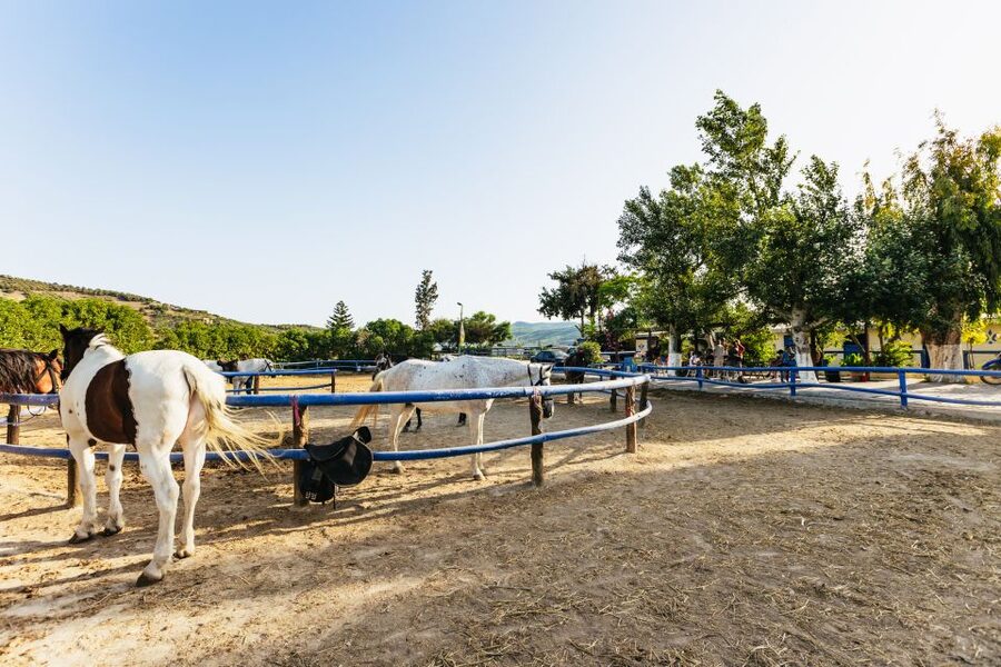 Heraklion: Finikia Horse Riding Tour with Lunch or Dinner - A mountain ride with a generous Cretan table at the end