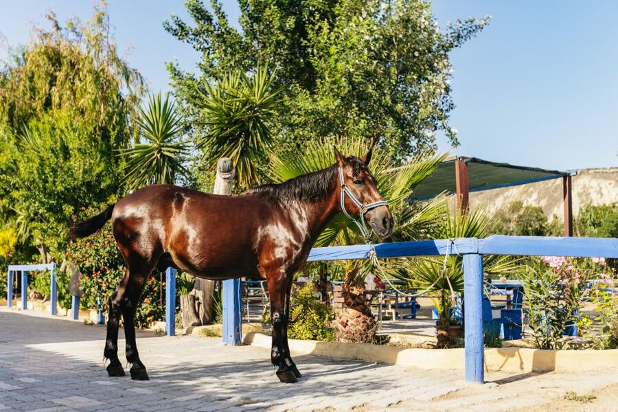 Heraklion: Finikia Horse Riding Tour with Lunch or Dinner - The horses and farm animals add warmth to the visit