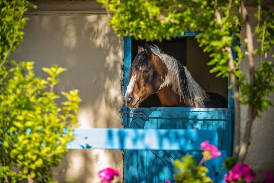 Heraklion: Horseriding Day Tour with Lunch and Transfer - Who should book this horse ride?