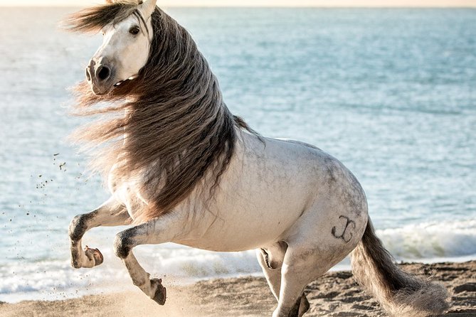 Horse and Flamenco Show in Malaga - A candid look at horse welfare