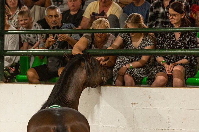 Horse and Flamenco Show in Malaga with Dinner - Who will enjoy this Andalusian night