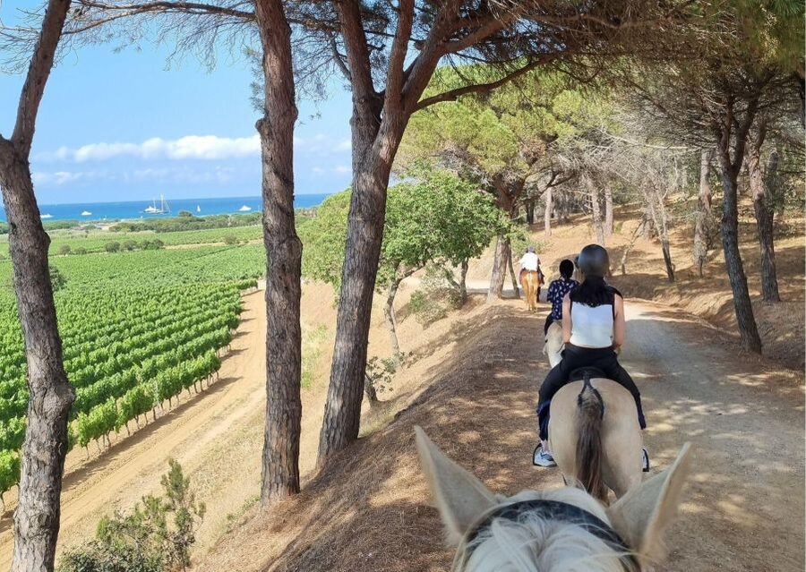 Horse back riding + wine tasting in Ramatuelle - A horse ride rooted in Ramatuelle’s wine country