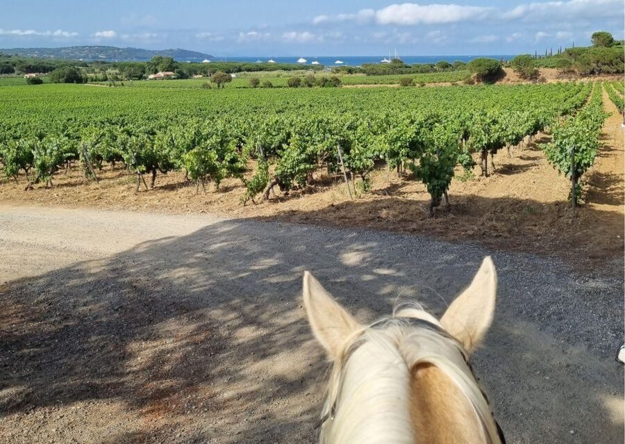 Horse back riding + wine tasting in Ramatuelle - The Bay of Pampelonne from the saddle