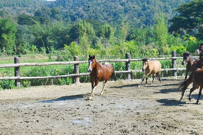 Horse Lesson+Riding+Wat Tonkwen wooden temple.Chiangmai - What the $100.52 Price Covers