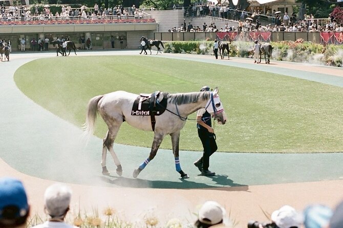 Horse Racing Tour with Local Fans in Tokyo Racecourse - What the $100 Price Really Covers