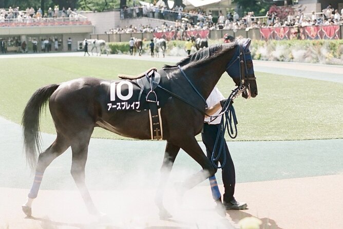 Horse Racing Tour with Local Fans in Tokyo Racecourse - A Four-Hour Schedule That Keeps Moving