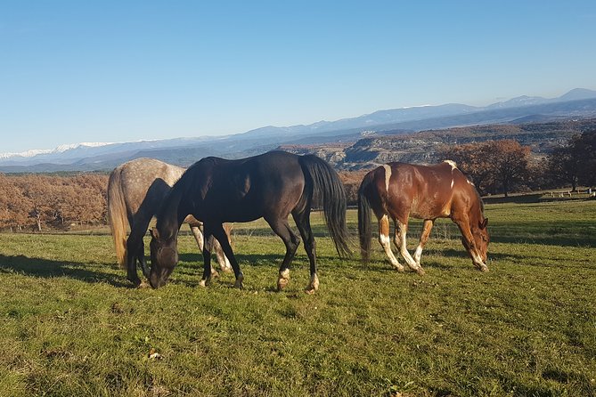 Horse ride in Haute Provence Luberon and Forcalquier - What the two hours feel like