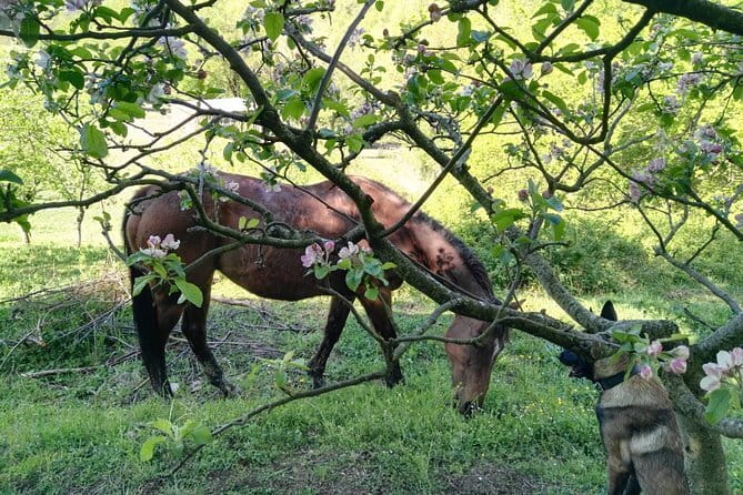 Horse ride in the Mugello (transfer from / to Florence) and Tuscan aperitif - Leaving Florence for Mugello’s open countryside