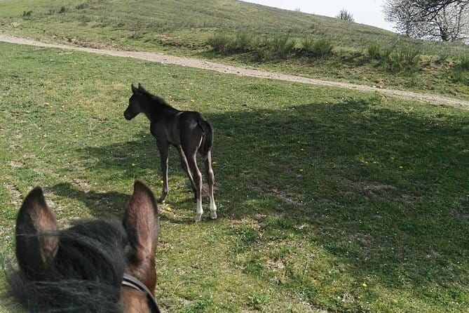 Horse ride in the Mugello (transfer from / to Florence) and Tuscan aperitif - Why the small group changes the experience