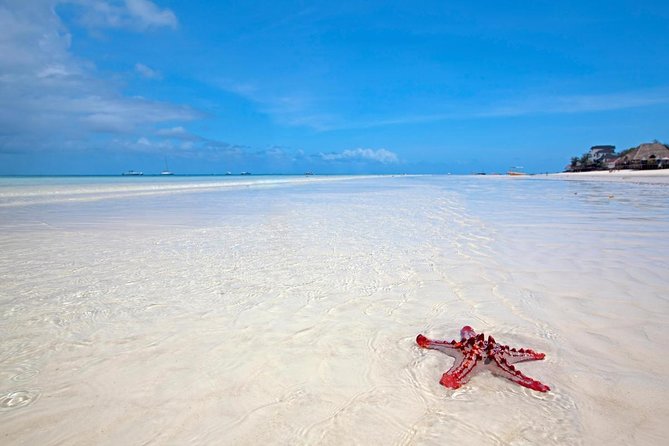 Horse Ride + Swimming with Turtles in Aquarium at Nungwi Beach - Why the Mangapwani horse swim is the main event