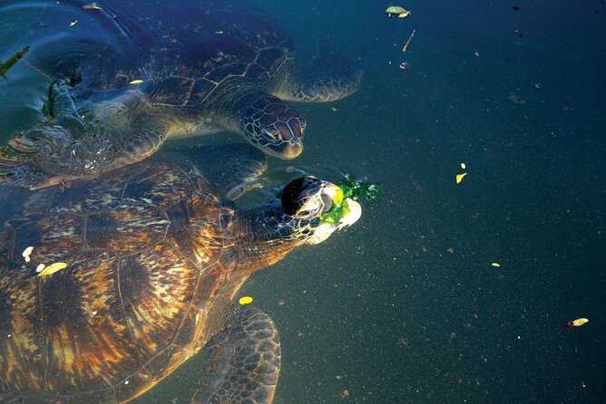 Horse Ride + Swimming with Turtles in Aquarium at Nungwi Beach - How the experience balances fun and caution
