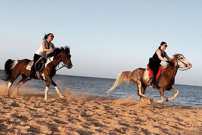 Horse Ride Trip , Bedouin Dinner And Show - Sharm El Sheikh - What the riding pace may really be like
