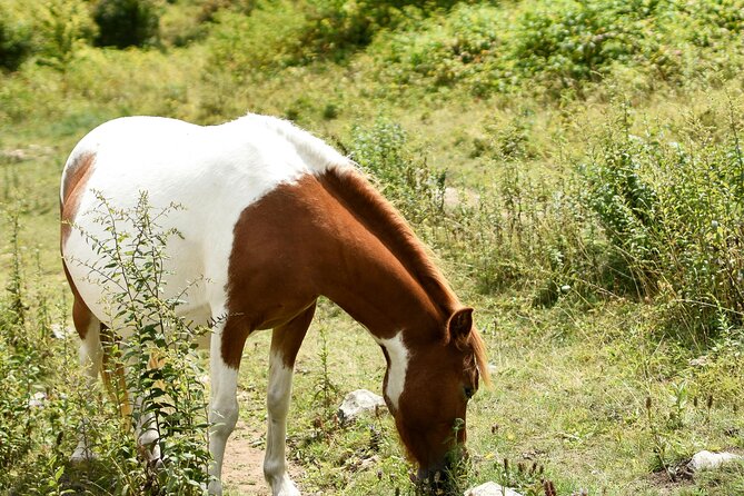 Horse Ride with Mountain Views - Why the three-year-old detail matters