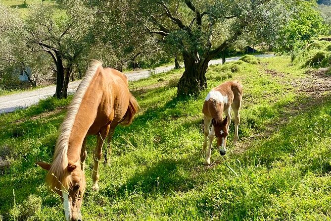 Horse Ride with Mountain Views - What the forest and mountain setting adds