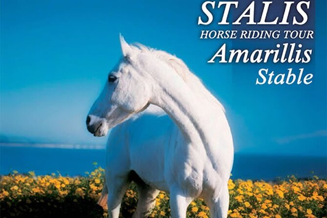HORSE RIDING 1.5 hours mountains from area Hersonissos CRETE - Key points before you saddle up