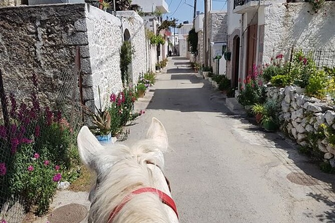 HORSE RIDING 1.5 hours mountains from area Hersonissos CRETE - Hotel pickup around Hersonissos and Malia