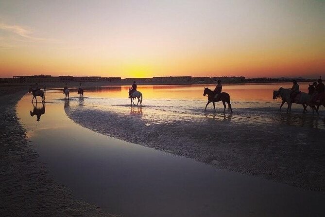 Horse Riding 3 Hours Desert Beach Swimming by horse in Hurghada - Choosing a horse for your riding level