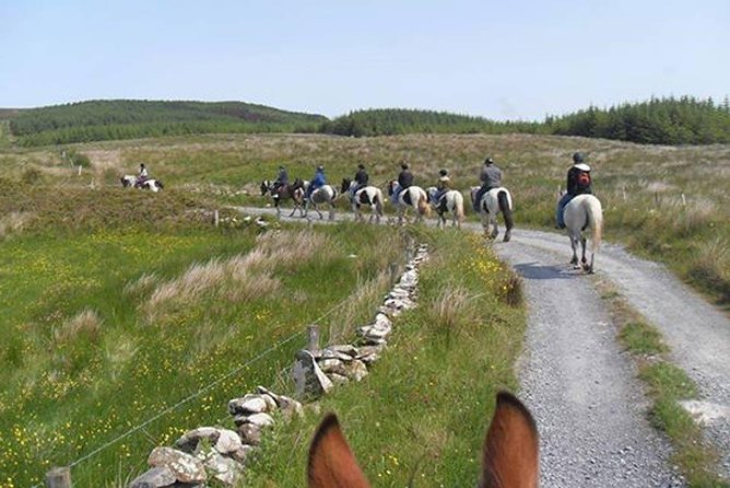 Horse riding - Burren Trail. Lisdoonvarna, Co Clare. Guided. 3 hours. - Calm horses and a ride matched to your ability