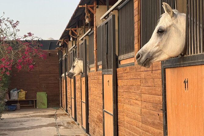 Horse Riding Experience in Riyadh | Tanomah | Jeddah | Al Ula - Cancellation and booking checks